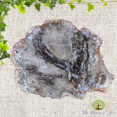 Bois fossile 1 