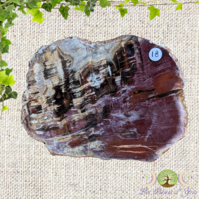 Bois fossile 3 