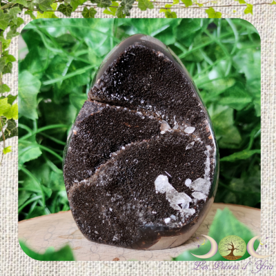 Septaria sauvage #78